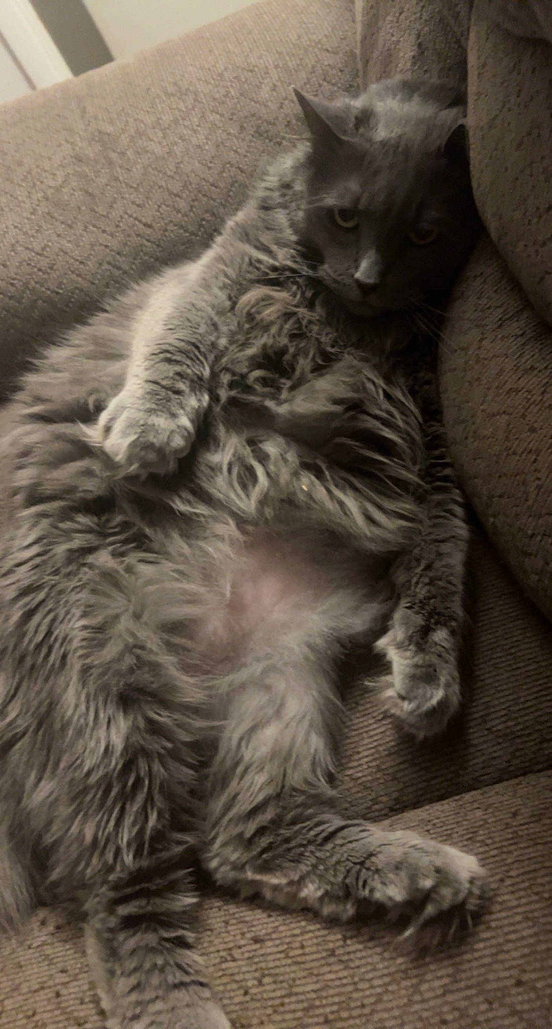 Chanel is registered to the contest to win money with this photo: british_longhair, carnivore, cat, claw, comfort, domestic_short_haired_cat, felidae, fur, grey, monochrome, monochrome_photography, paw, sitting, small_to_medium_sized_cats, snout, style, tail, whiskers