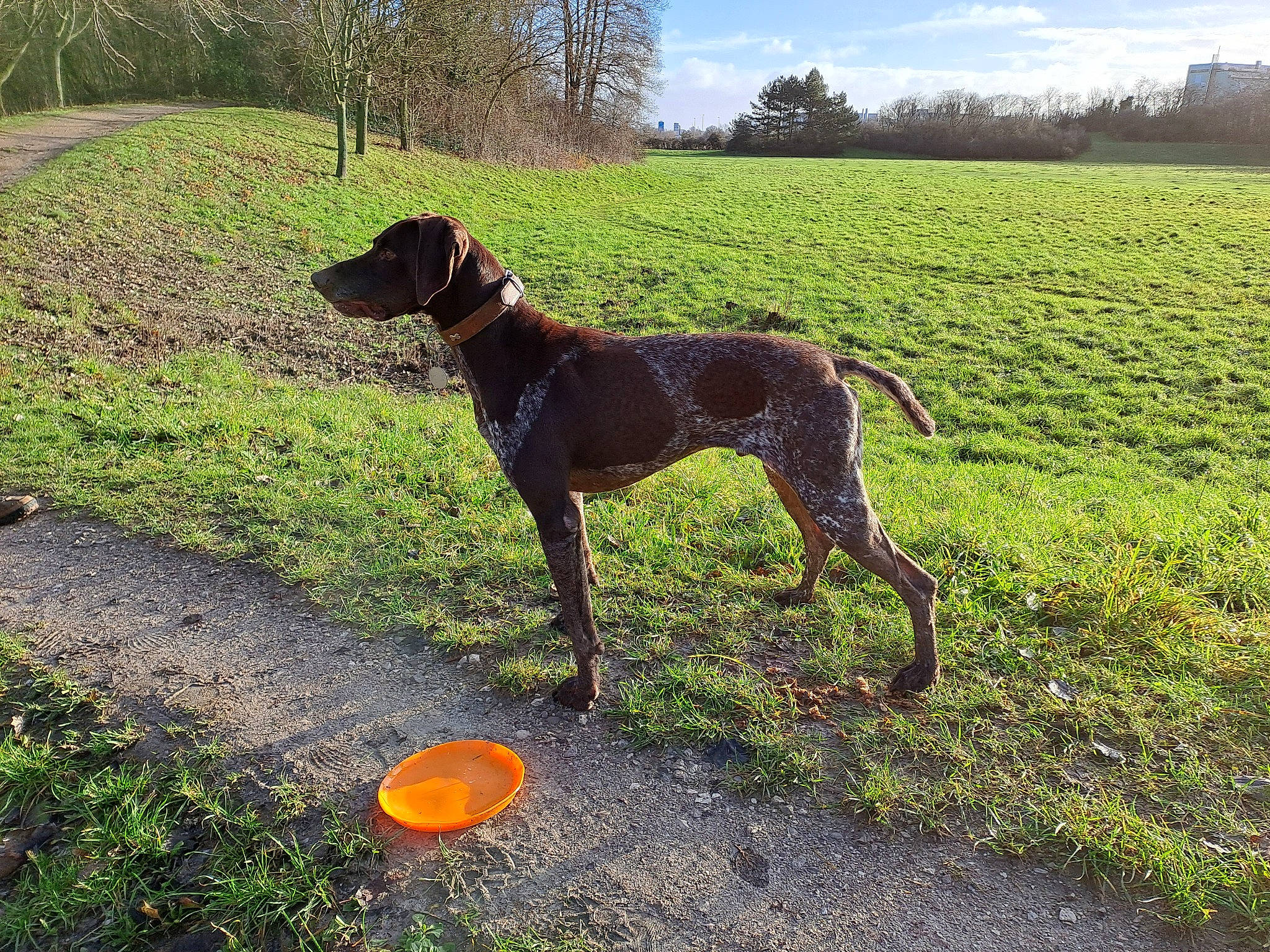 Kajou participe au concours pour gagner de l'argent avec cette photo : canidae, carnivore, cloud, collar, companion_dog, dog, dog_breed, dog_collar, fawn, grass, grassland, gun_dog, landscape, liver, plant, sky, sporting_group, tail, tree, working_animal