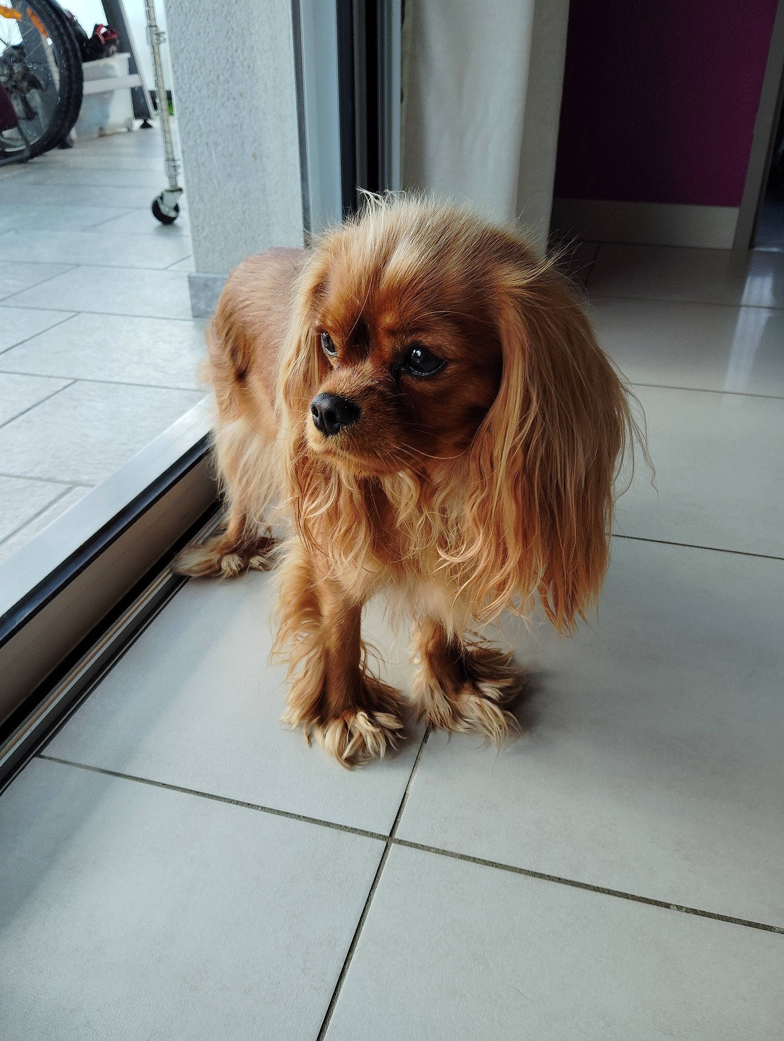 Tessy participe au concours pour gagner de l'argent avec cette photo : canidae, carnivore, companion_dog, dog, dog_breed, dog_supply, fawn, floor, flooring, fur, leash, liver, road_surface, snout, spaniel, tire, toy_dog, wheel, wood, working_animal