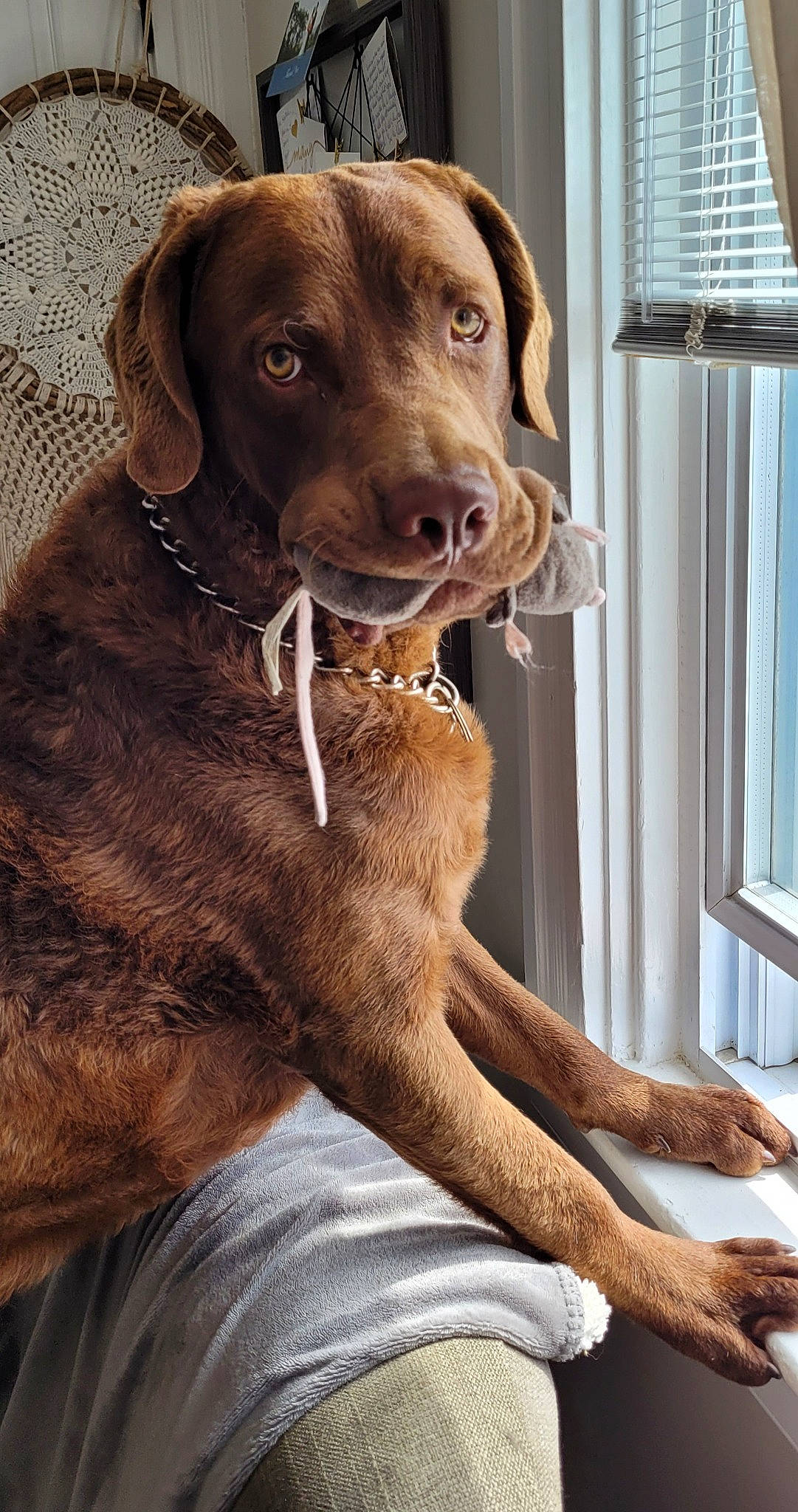 Blu joined the competition — help win amazing prizes! canidae, carnivore, collar, companion_dog, dog, dog_breed, dog_collar, fawn, fur, gun_dog, liver, pet_supply, pointing_breed, retriever, snout, sporting_group, whiskers, window, window_blind, working_animal