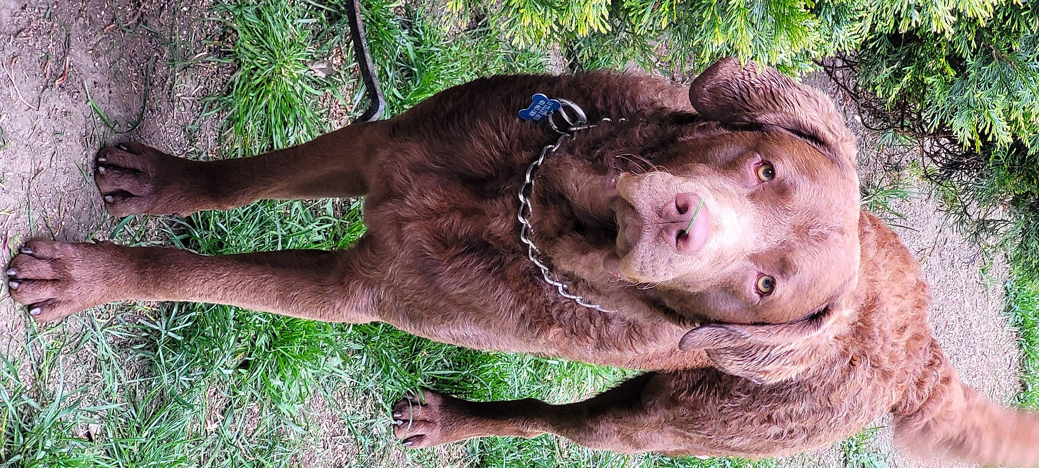 Blu joined the competition — help win amazing prizes! canidae, carnivore, companion_dog, dog, dog_breed, fawn, flesh, fur, grass, hunting_dog, liver, natural_material, plant, snout, sporting_group, terrestrial_animal, wildlife, working_animal