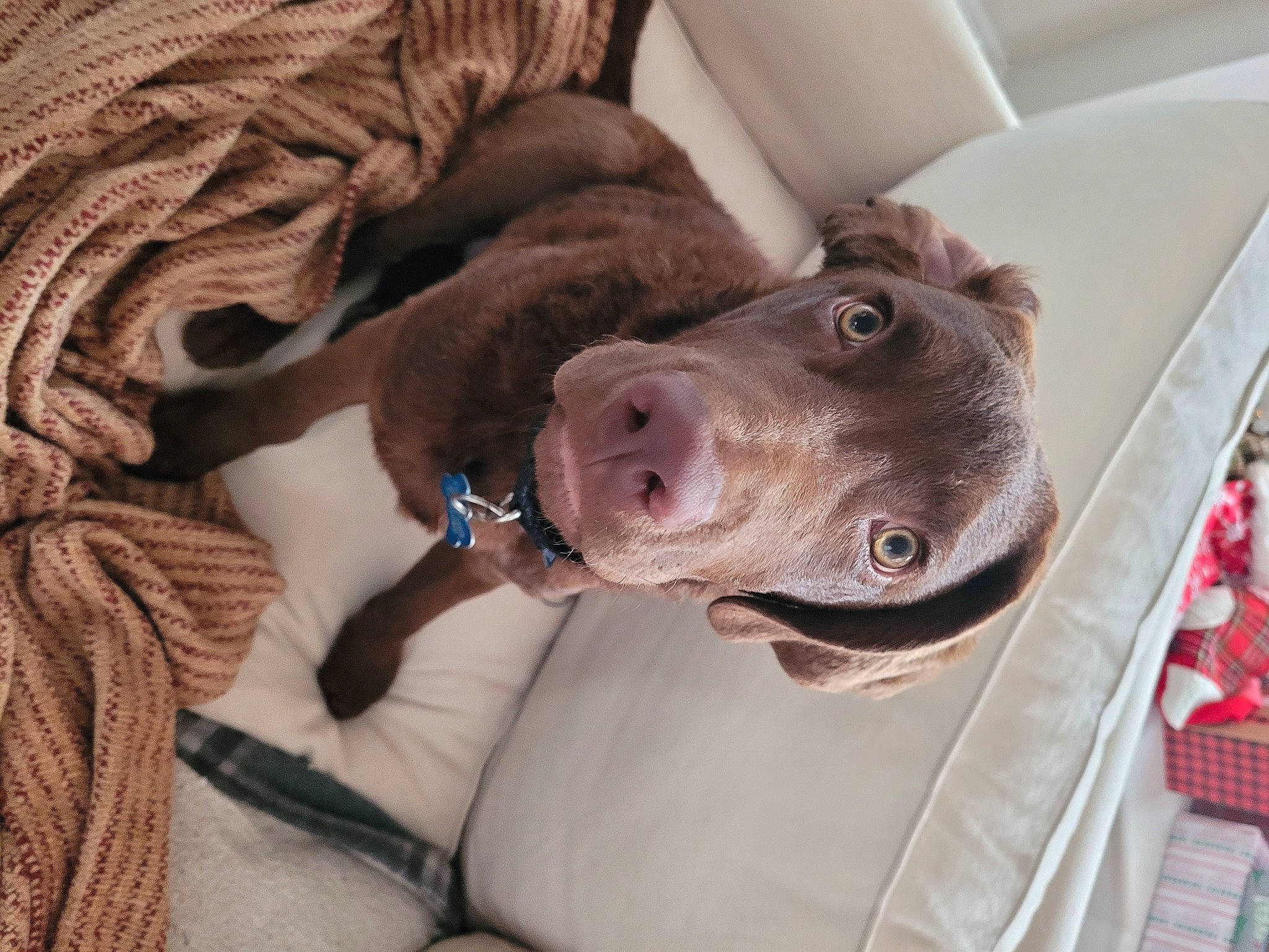Blu is registered to the contest to win money with this photo: canidae, carnivore, collar, comfort, companion_dog, dog, dog_breed, dog_collar, ear, fawn, fur, jaw, liver, mammal, plate, snout, sporting_group, whiskers, working_animal, wrinkle