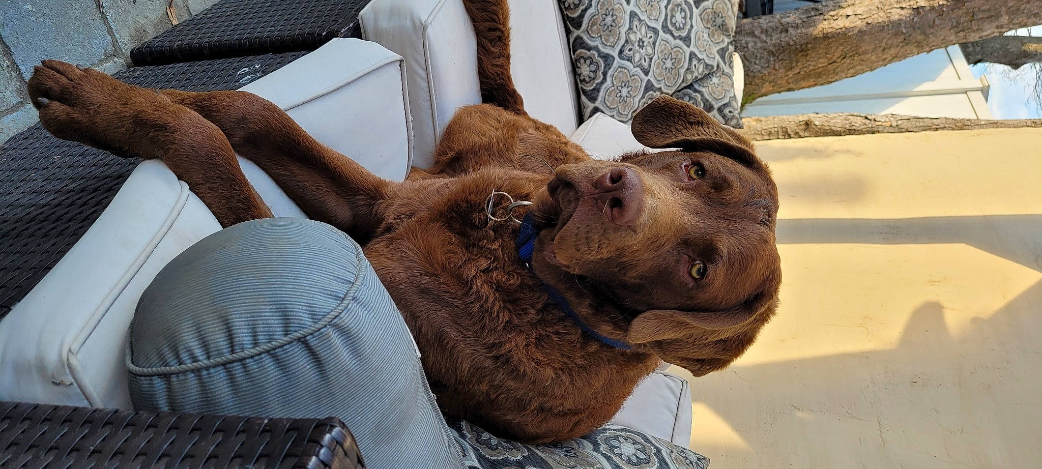 Blu joined the competition — help win amazing prizes! canidae, carnivore, collar, comfort, companion_dog, dog, dog_breed, dog_collar, fawn, fur, guard_dog, liver, non_sporting_group, sporting_group, terrestrial_animal, whiskers, window, wood, working_animal, wrinkle