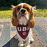 dog, cavalier_king_charles_spaniel, bandana, outdoor, sunlight, greenery, pet, cute, fluffy_ears, portrait, sitting, canine, animal, fur, ears, nose, whiskers, tile_floor, shadow, garden