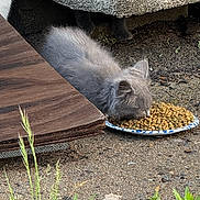 Gunner is registered to the contest to win money with this photo: kitten, gray_cat, cat_food, plate, outdoor, concrete, wall, shadow, grass, vegetation, feline, animal, pet, eating, closeup, nature, texture, ground, curious, domestic_cat