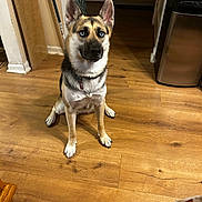 Shadow is registered to the contest to win money with this photo: dog, indoor, wooden_floor, blue_eyes, pet, sitting, attentive, collar, ears_up, canine, flooring, home, domestic_animal, looking_up, fur, brown, black, white, animal, companion