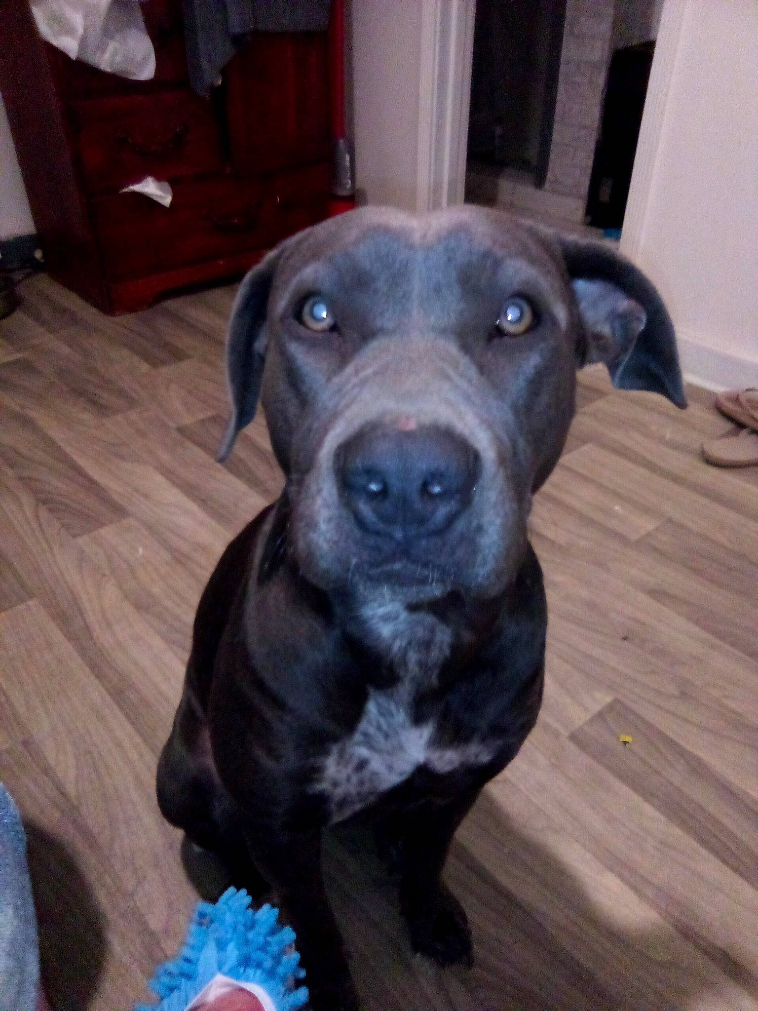 Bella joined the competition — help win amazing prizes! borador, canidae, carnivore, companion_dog, dog, dog_breed, flooring, guard_dog, gun_dog, hardwood, liver, non_sporting_group, plank, terrestrial_animal, varnish, whiskers, wood, wood_flooring, wood_stain, working_animal