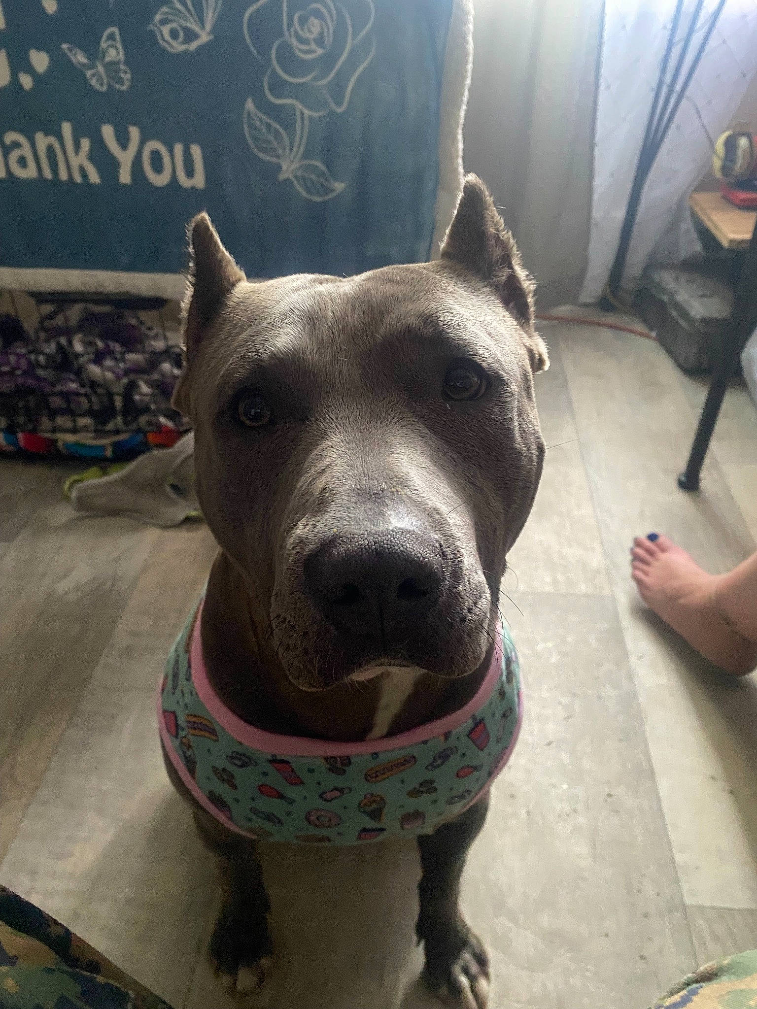 Luna is registered to the contest to win money with this photo: canidae, carnivore, collar, companion_dog, dog, dog_breed, dog_collar, fawn, fedora, flooring, fur, grey, guard_dog, jaw, metal, non_sporting_group, snout, sporting_group, sun_hat, whiskers