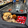 Nala joined the competition — help win amazing prizes! puppy, dog, pet, fluffy, carrier_bag, shopping_cart, blanket, plush_toy, grocery_store, shopping_aisle, people, shelves, blurred_background, indoor, floor, shopping, cute, animal, fur, pet_accessory