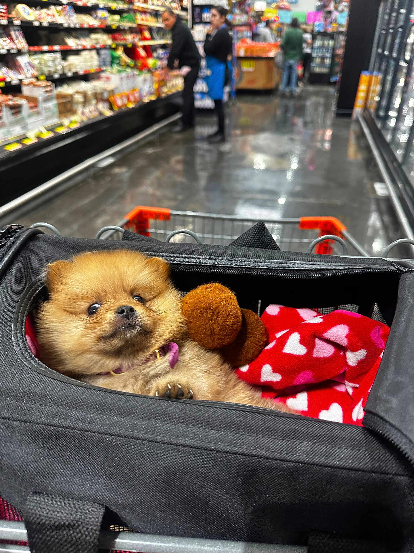 Nala joined the competition — help win amazing prizes! puppy, dog, pet, fluffy, carrier_bag, shopping_cart, blanket, plush_toy, grocery_store, shopping_aisle, people, shelves, blurred_background, indoor, floor, shopping, cute, animal, fur, pet_accessory