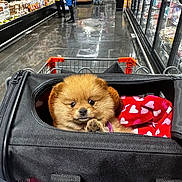 Nala joined the competition — help win amazing prizes! puppy, dog, pet, shopping_cart, carrier_bag, blanket, supermarket, aisle, floor, people, shopping, shelves, food, retail, store, cute, brown, fur, indoor, commerce