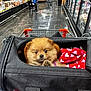 puppy, dog, pet, shopping_cart, carrier_bag, blanket, supermarket, aisle, floor, people, shopping, shelves, food, retail, store, cute, brown, fur, indoor, commerce