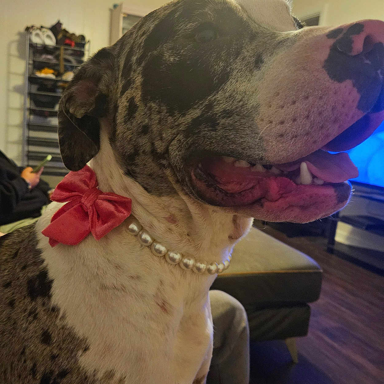 Oreo joined the competition — help win amazing prizes! animal, casual, closeup, dog, ear, furniture, happy, home, indoor, living_room, pearl_necklace, person, pet, phone, red_bow, sitting, spotted_dog, television, tongue, wood_floor