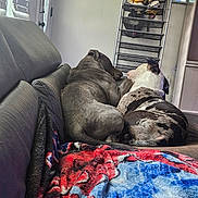 Oreo is registered to the contest to win money with this photo: dog, couch, blanket, indoor, shoe_rack, shoes, relaxing, pets, domestic, fur, snuggling, resting, cozy, home, wall, door, light, window, furniture, animal