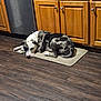 Oreo is registered to the contest to win money with this photo: dog, indoor, wooden_floor, kitchen, cabinet, mat, resting, pet, canine, brown, white, black, spotted, flooring, home, domestic, quiet, relaxed, animal, laying_down