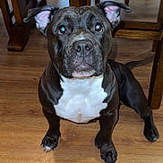 Artemis is registered to the contest to win money with this photo: dog, black_and_white, sitting, wooden_floor, chair, furniture, indoor, pet, animal, looking_up, ears_up, cute, domestic, mammal, flooring, patterned_cushion, wood, household, companion, alert