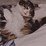 Rooky participe au concours pour gagner de l'argent avec cette photo : cat, sleeping, bed, blanket, fur, cozy, resting, pet, domestic_animal, whiskers, pink_nose, tabby, white_fur, striped_fur, relaxed, indoor, cute, animal, soft, comfort