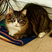 Rooky participe au concours pour gagner de l'argent avec cette photo : cat, tabby, fluffy, pet, indoor, blanket, floor, cables, curious, animal, feline, whiskers, ears, paws, striped, domestic, resting, cute, alert, fur