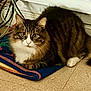 cat, tabby, fluffy, pet, indoor, blanket, floor, cables, curious, animal, feline, whiskers, ears, paws, striped, domestic, resting, cute, alert, fur
