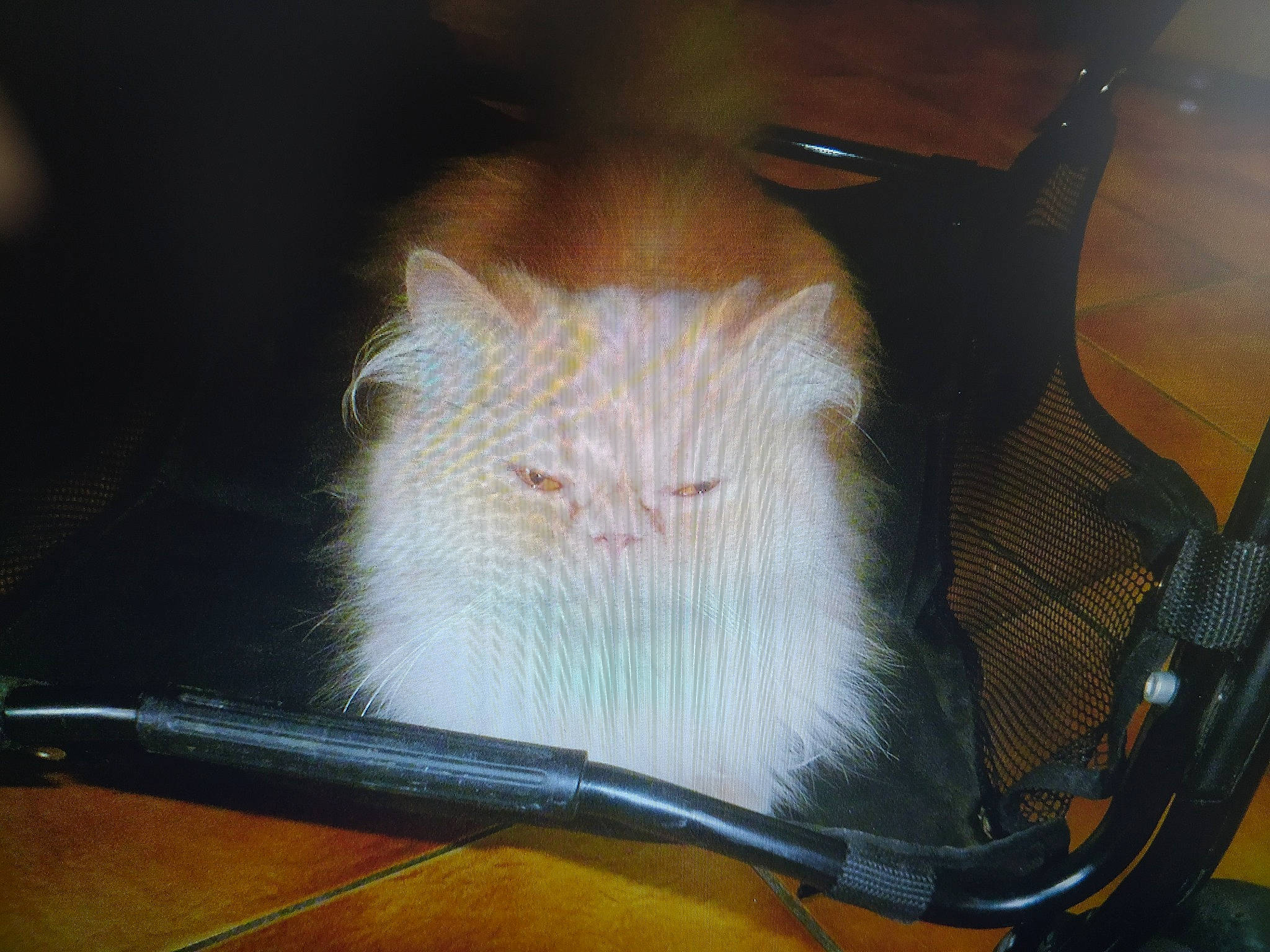 Gladys participe au concours pour gagner de l'argent avec cette photo : automotive_lighting, automotive_window_part, box, carnivore, cat, chair, comfort, domestic_short_haired_cat, fawn, felidae, fur, glass, room, small_to_medium_sized_cats, snout, table, tail, whiskers, windshield, wood