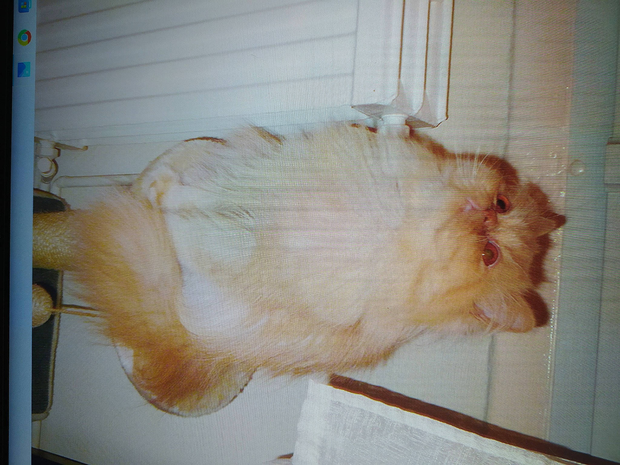 Gladys participe au concours pour gagner de l'argent avec cette photo : bird, cage, fawn, feather, fur, galliformes, livestock, poultry, tail, wool