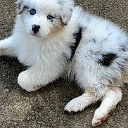 Callie is registered to the contest to win money with this photo: puppy, dog, blue_eyes, fluffy, white_fur, black_spots, outdoor, animal, pet, cute, lying_down, young, fur, nose, paw, canine, adorable, curious, ground, portrait