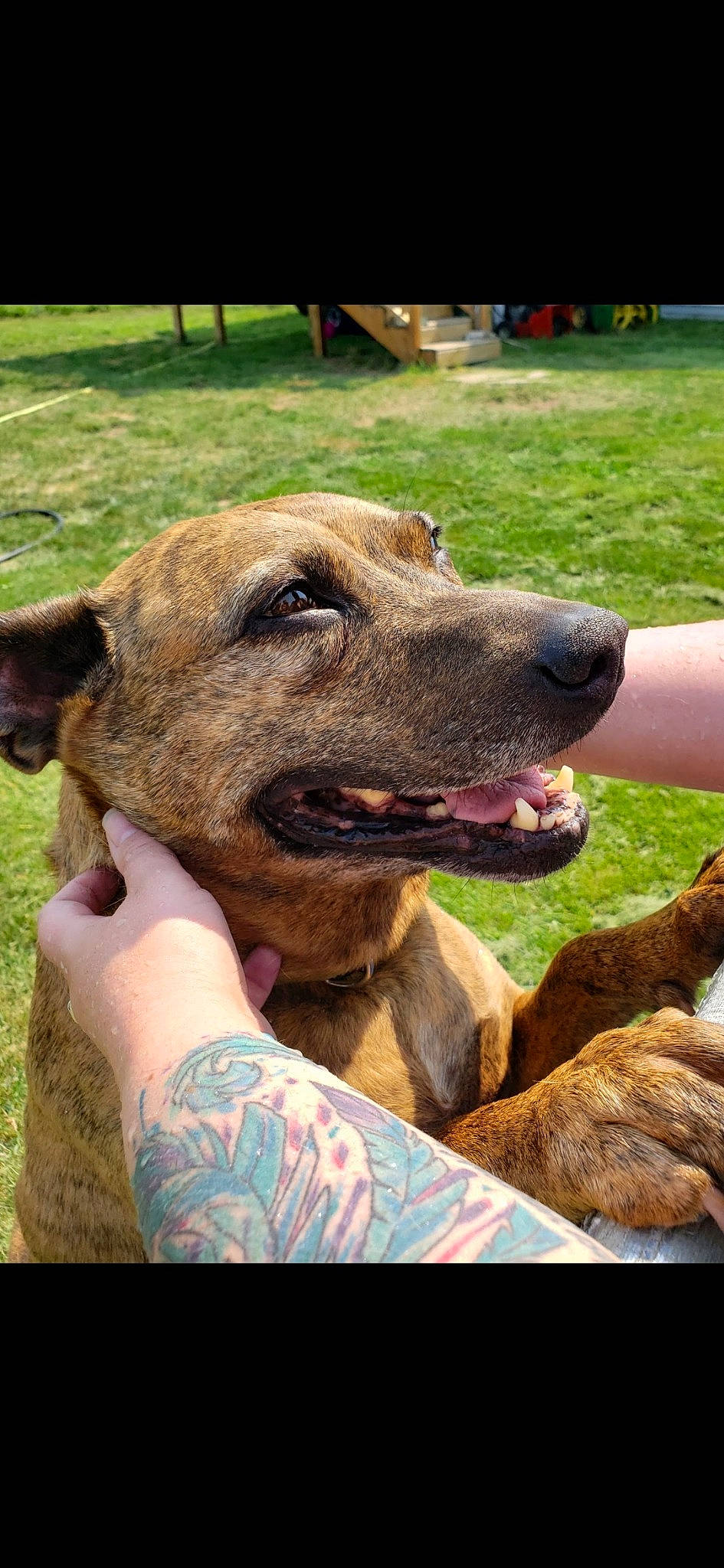 Diego is registered to the contest to win money with this photo: canidae, carnivore, collar, companion_dog, dog, dog_breed, dog_collar, elbow, fawn, grass, guard_dog, plant, snout, sporting_group, tattoo, terrestrial_animal, whiskers, working_animal, working_dog, wrinkle