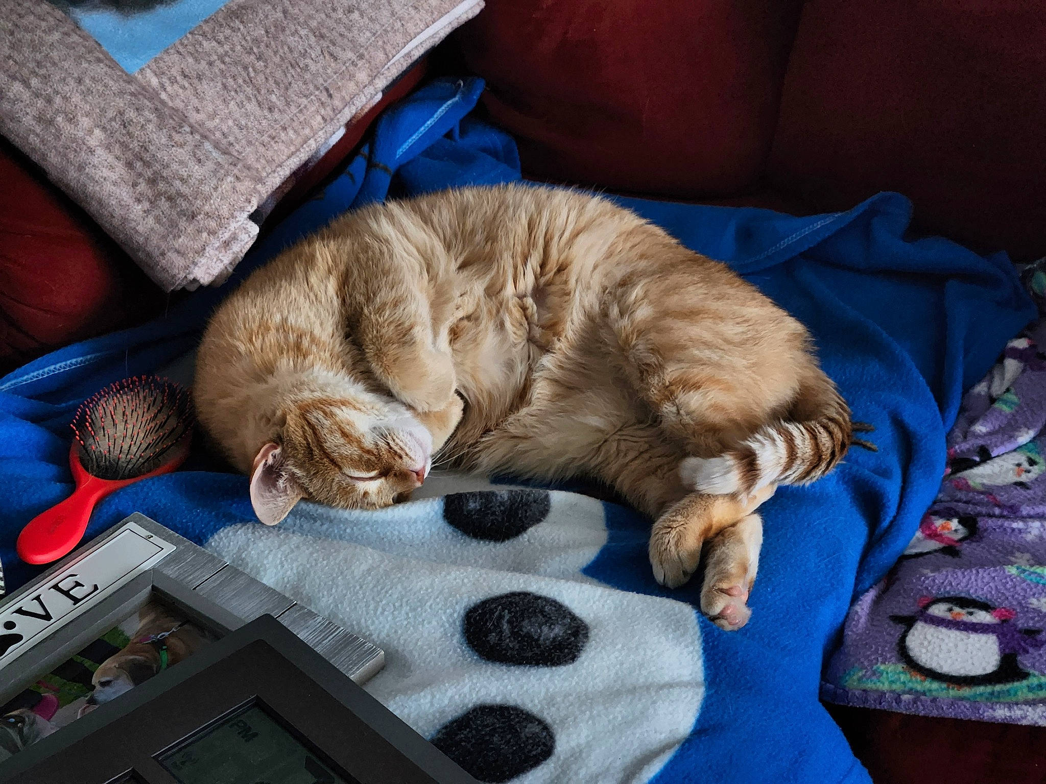 Rupert is registered to the contest to win money with this photo: carnivore, cat, claw, comfort, domestic_short_haired_cat, electric_blue, felidae, fur, linens, nap, paw, sitting, sleep, small_to_medium_sized_cats, sporting_group, tail, textile, whiskers, wood, wrinkle