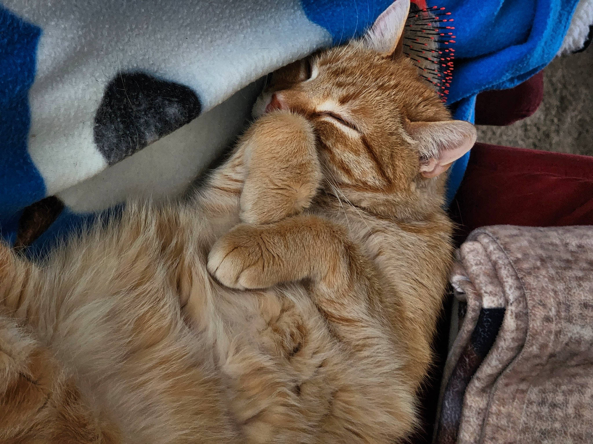 Rupert joined the competition — help win amazing prizes! carnivore, cat, claw, comfort, domestic_short_haired_cat, electric_blue, fawn, felidae, fur, gesture, human_leg, linens, nap, paw, sleep, small_to_medium_sized_cats, snout, tail, whiskers, wood