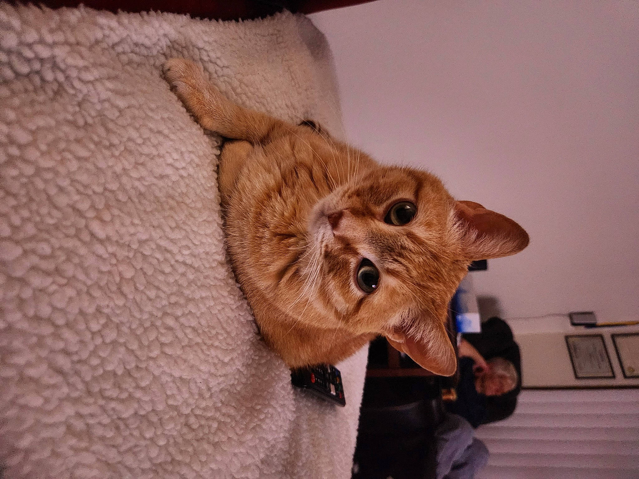 Rupert joined the competition — help win amazing prizes! art, canidae, carnivore, claw, companion_dog, dog_breed, domestic_short_haired_cat, fawn, felidae, fur, liver, small_to_medium_sized_cats, snout, sporting_group, stuffed_toy, suit, terrestrial_animal, whiskers, wood, working_animal