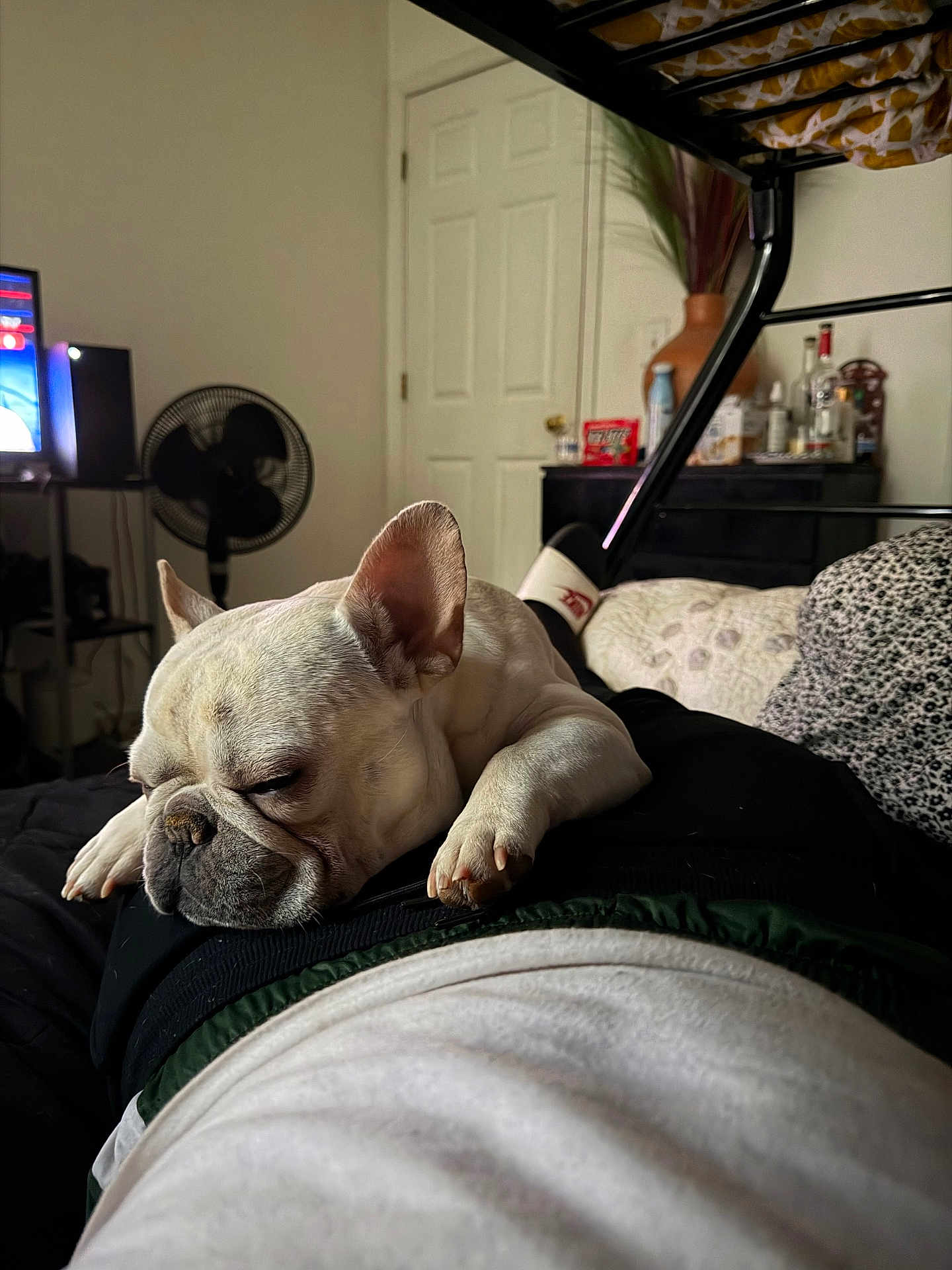 Moose joined the competition — help win amazing prizes! dog, french_bulldog, sleeping, indoor, bedroom, person, resting, fan, television, dresser, blanket, pillow, casual, relaxation, furniture, home, comfort, pet, cute, nap