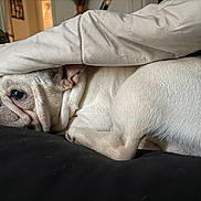 Moose is registered to the contest to win money with this photo: dog, french_bulldog, blanket, resting, indoor, cozy, pet, sleepy, white_fur, cushion, closeup, animal, cute, snuggled, companion, domestic, portrait, calm, fur, relaxing