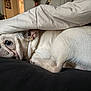 dog, french_bulldog, blanket, resting, indoor, cozy, pet, sleepy, white_fur, cushion, closeup, animal, cute, snuggled, companion, domestic, portrait, calm, fur, relaxing