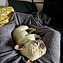 Moose is registered to the contest to win money with this photo: dog, french_bulldog, sleeping, blanket, bed, pillow, indoor, resting, pet, cozy, fur, animal, cute, relaxed, snout, ears, napping, domestic_animal, tongue, wrinkles