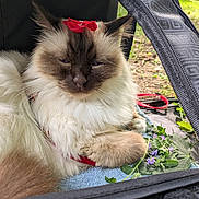 Louis is registered to the contest to win money with this photo: animal, cat, closeup, cute, domestic_animal, flower, fluffy, fur, greenery, leaf, nature, outdoor, pet_carrier, purple_flowers, ragdoll, red_flower, relaxed, resting, sleepy, towel
