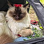 animal, cat, closeup, cute, domestic_animal, flower, fluffy, fur, greenery, leaf, nature, outdoor, pet_carrier, purple_flowers, ragdoll, red_flower, relaxed, resting, sleepy, towel