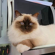 Louis a rejoint le concours — aidez-le/la à gagner de superbes lots ! cat, himalayan_cat, blue_eyes, fluffy, pet, indoor, kitchen, microwave, appliance, domestic, feline, resting, white_fur, brown_face, closeup, animal, cute, calm, portrait, household