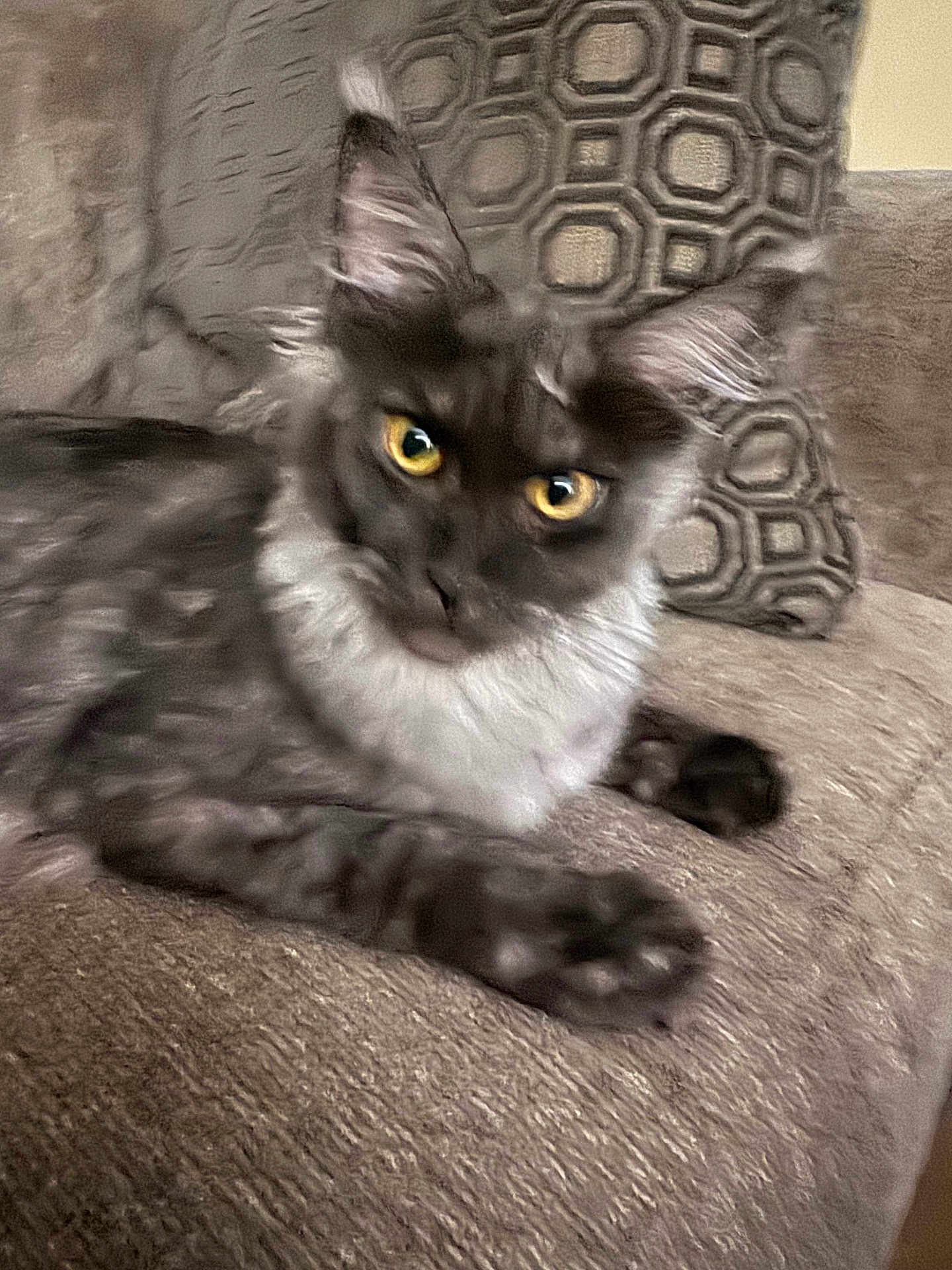 Puka joined the competition — help win amazing prizes! cat, fluffy, yellow_eyes, couch, pillow, indoor, pet, feline, blurred, close_up, resting, fur, whiskers, ears, paw, relaxed, living_room, texture, pattern, domestic_animal