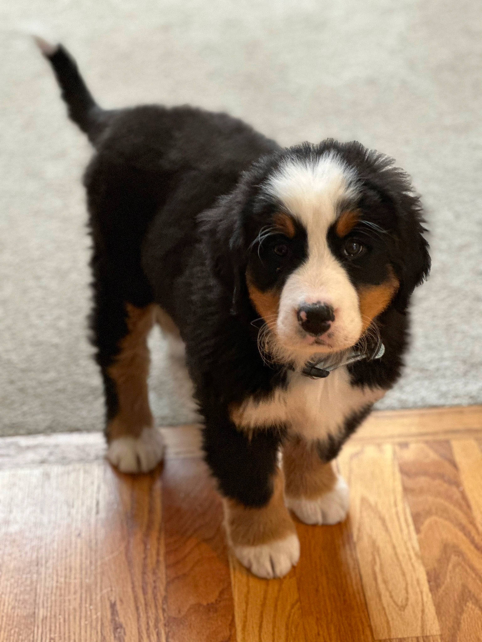 Sadie Sue joined the competition — help win amazing prizes! bored, canidae, carnivore, companion_dog, dog, dog_breed, flooring, fur, hardwood, snout, sporting_group, terrestrial_animal, toy_dog, varnish, whiskers, wood, wood_flooring, wood_stain, working_animal, working_dog