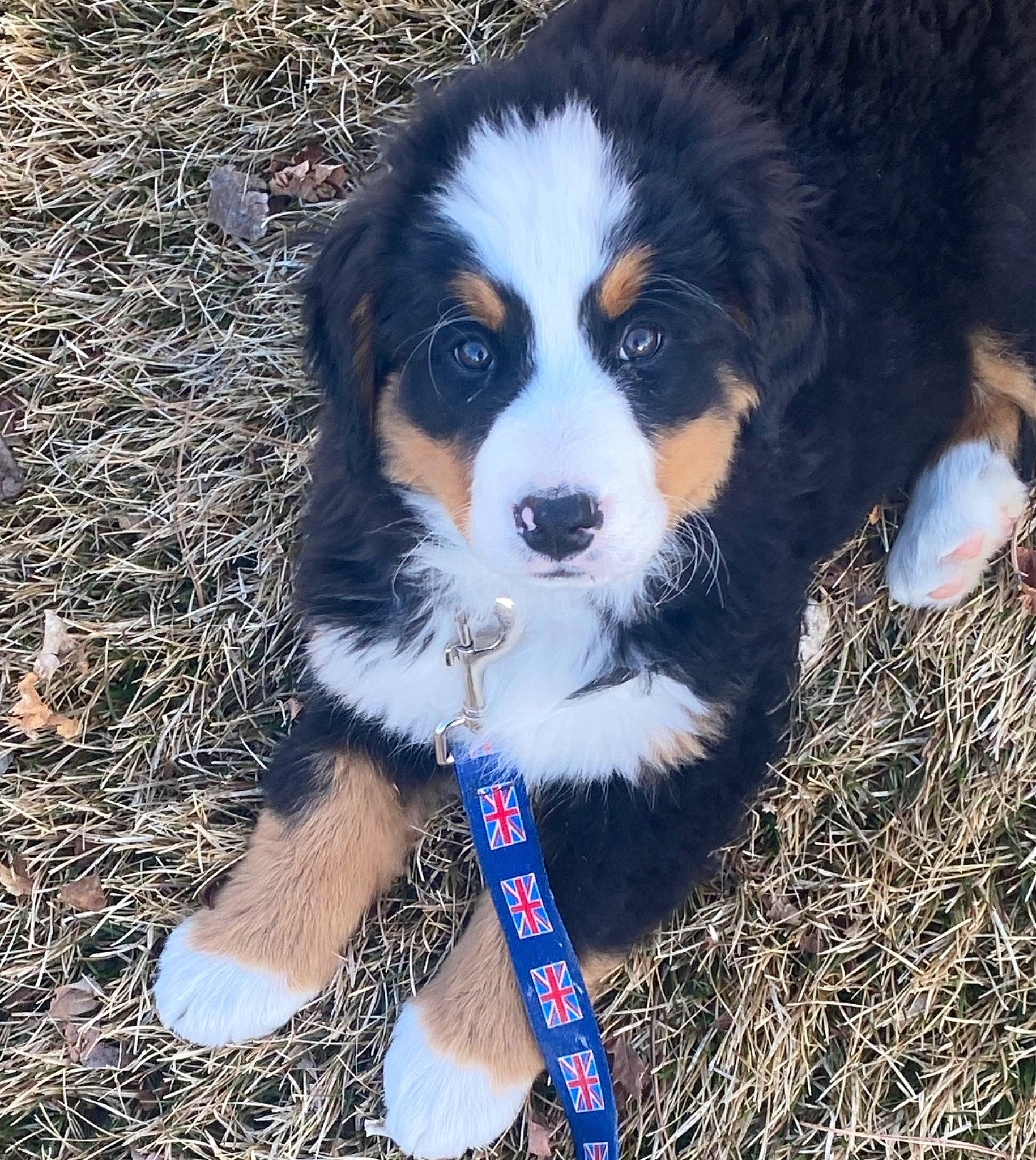 Sadie Sue joined the competition — help win amazing prizes! bernese_mountain_dog, canidae, carnivore, companion_dog, dog, dog_breed, electric_blue, fur, grass, herding_dog, plant, puppy, snout, sporting_group, terrestrial_animal, tree, whiskers, working_animal, working_dog
