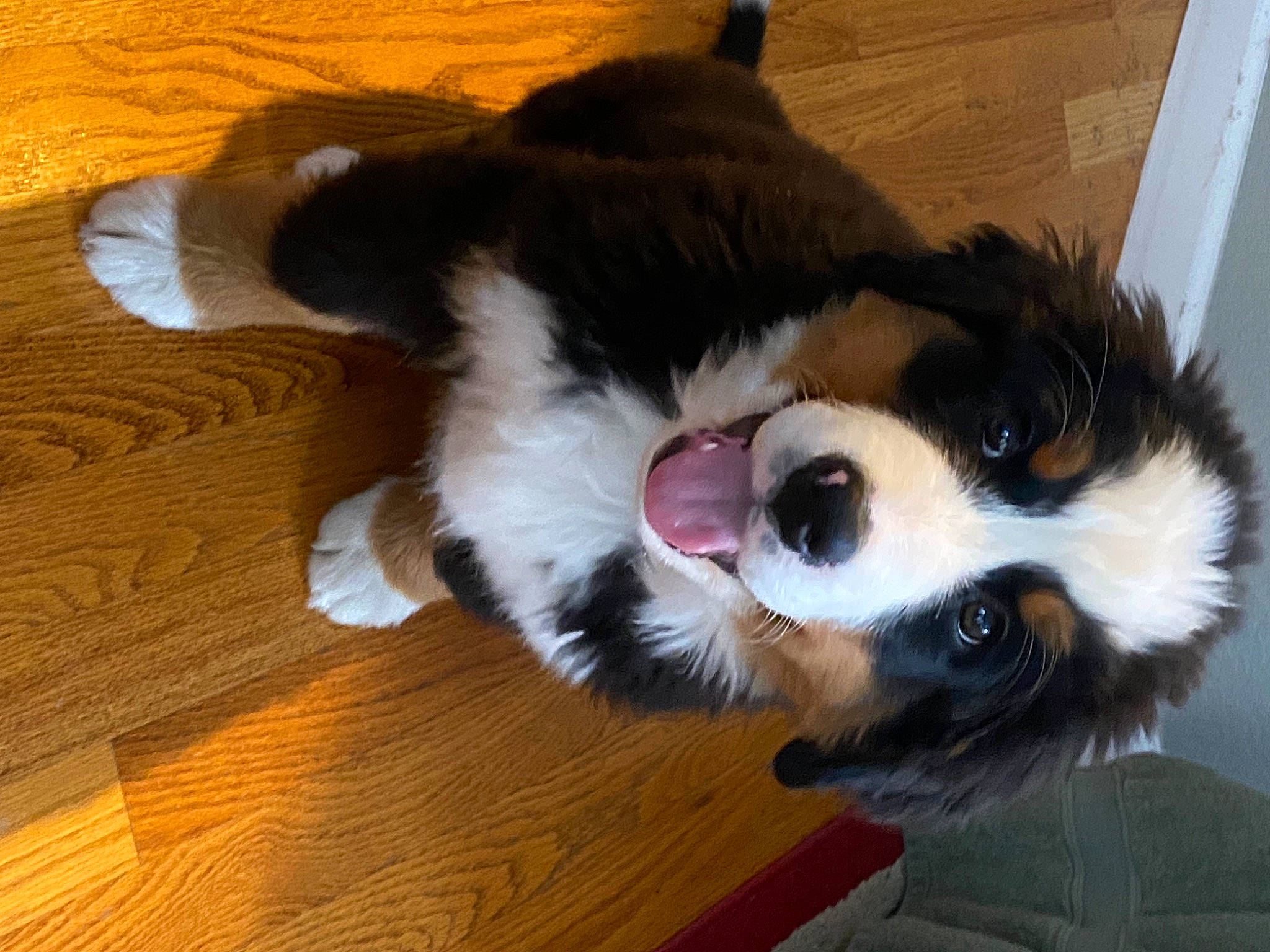 Sadie Sue is registered to the contest to win money with this photo: bernese_mountain_dog, canidae, carnivore, collar, companion_dog, dog, dog_breed, flooring, fur, hardwood, herding_dog, snout, sporting_group, toy, toy_dog, varnish, whiskers, wood, wood_stain, working_animal