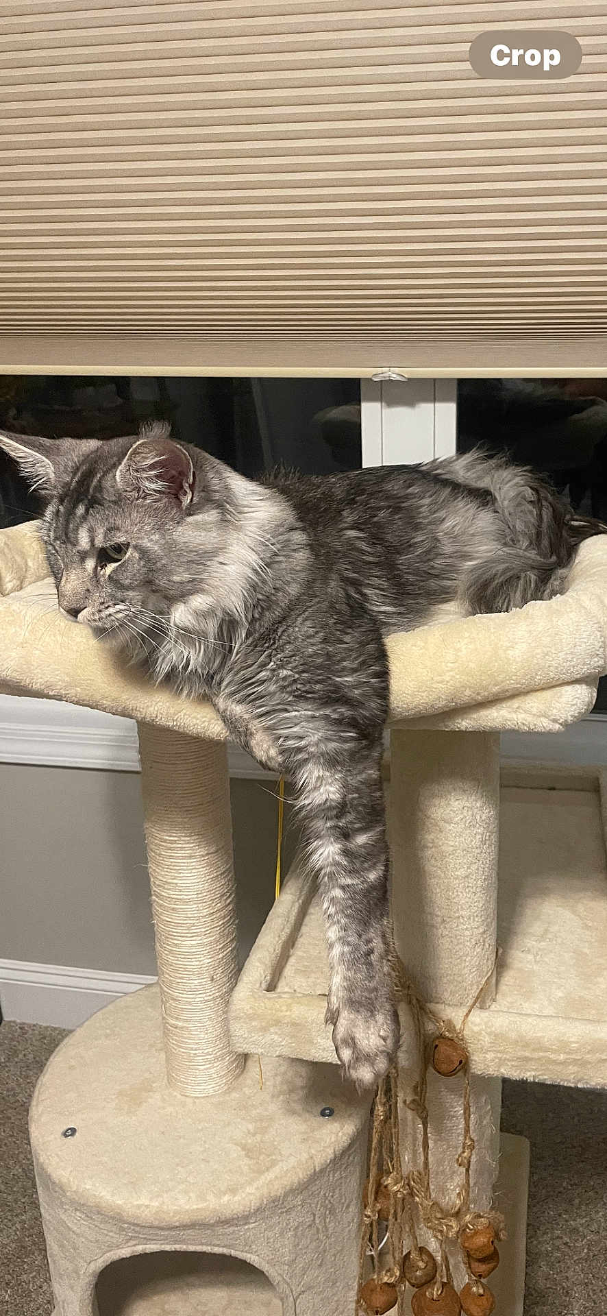 Batman joined the competition — help win amazing prizes! cat, tabby, gray_cat, feline, cat_tree, indoor, pet, relaxed, lounging, paw, fur, window, blind, carpet, toy, rope, bells, animal, cute, domestic