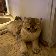 Junior participe au concours pour gagner de l'argent avec cette photo : cat, pet, feline, fluffy, golden, cream_colored, lying_down, indoor, wooden_floor, home, hallway, wall, doorway, paws, whiskers, ears, eyes, portrait, relaxed, cute
