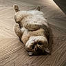 Junior a rejoint le concours — aidez-le/la à gagner de superbes lots ! cat, pet, animal, fluffy, fur, cream_colored, brown, belly_up, lying_down, upside_down, paws, whiskers, eyes, ears, wooden_floor, indoor, home, relaxed, playful, portrait