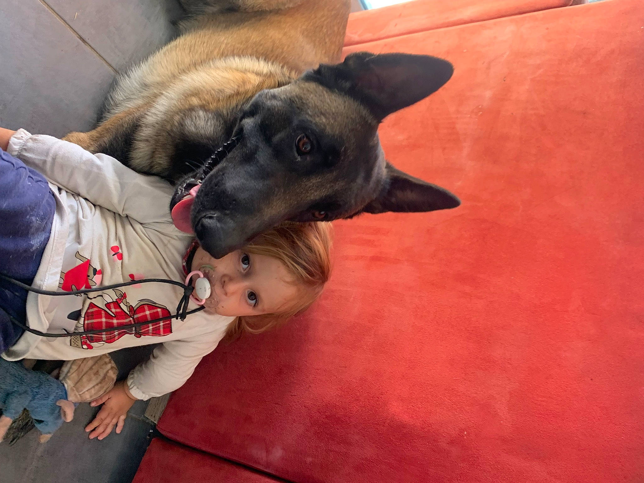 Helena Catalia a rejoint le concours — aidez-le/la à gagner de superbes lots ! canidae, carnivore, comfort, companion_dog, dog, dog_breed, fashion_accessory, fawn, flooring, fur, german_shepherd_dog, guard_dog, happy, king_shepherd, mammal, nap, non_sporting_group, person, sporting_group, toddler