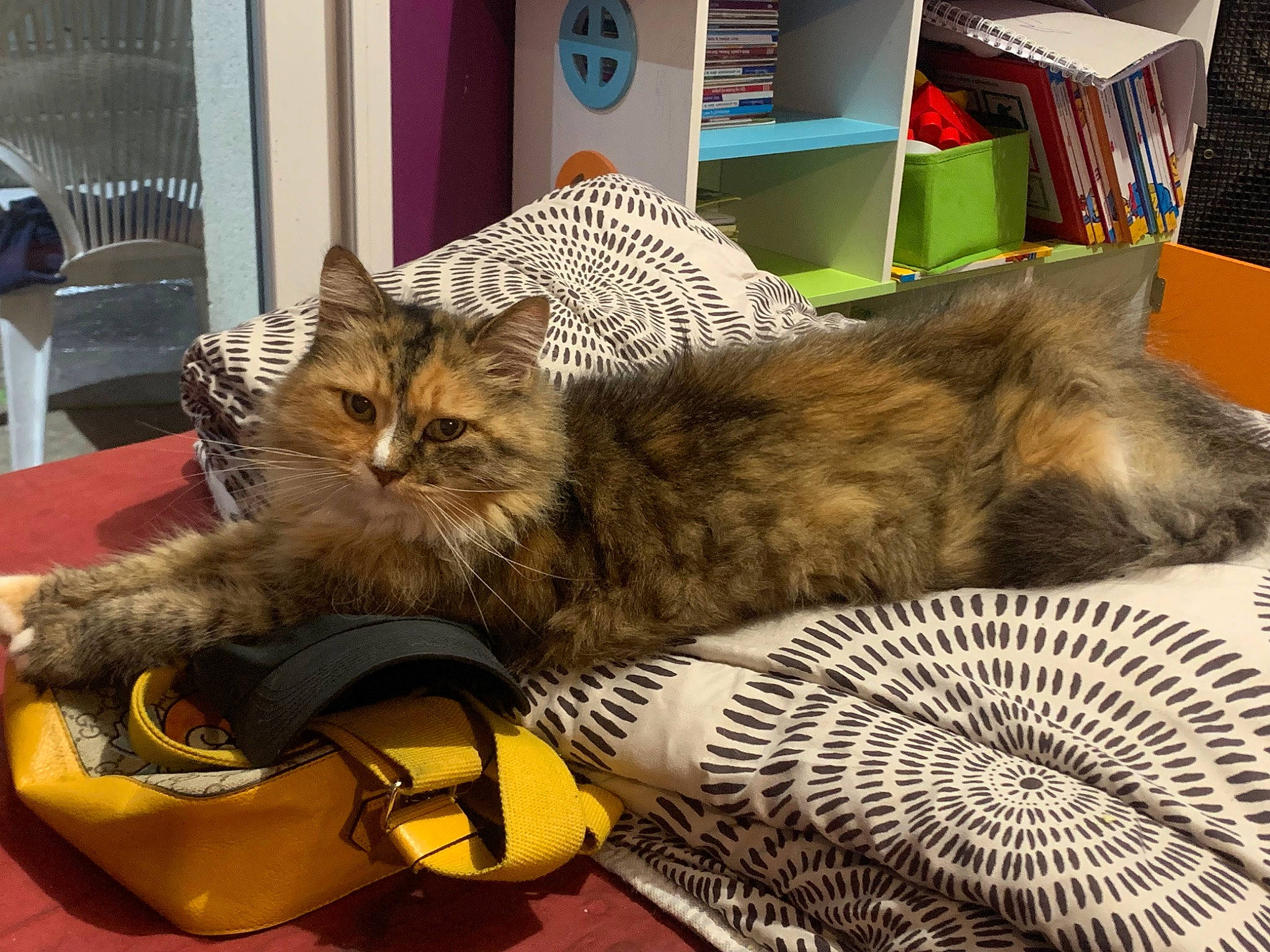 Minouche a rejoint le concours — aidez-le/la à gagner de superbes lots ! bag, basket, bookcase, box, cardboard, carnivore, cat, comfort, domestic_short_haired_cat, felidae, fur, linens, maine_coon, mammal, nap, paw, small_to_medium_sized_cats, tail, vertebrate, whiskers