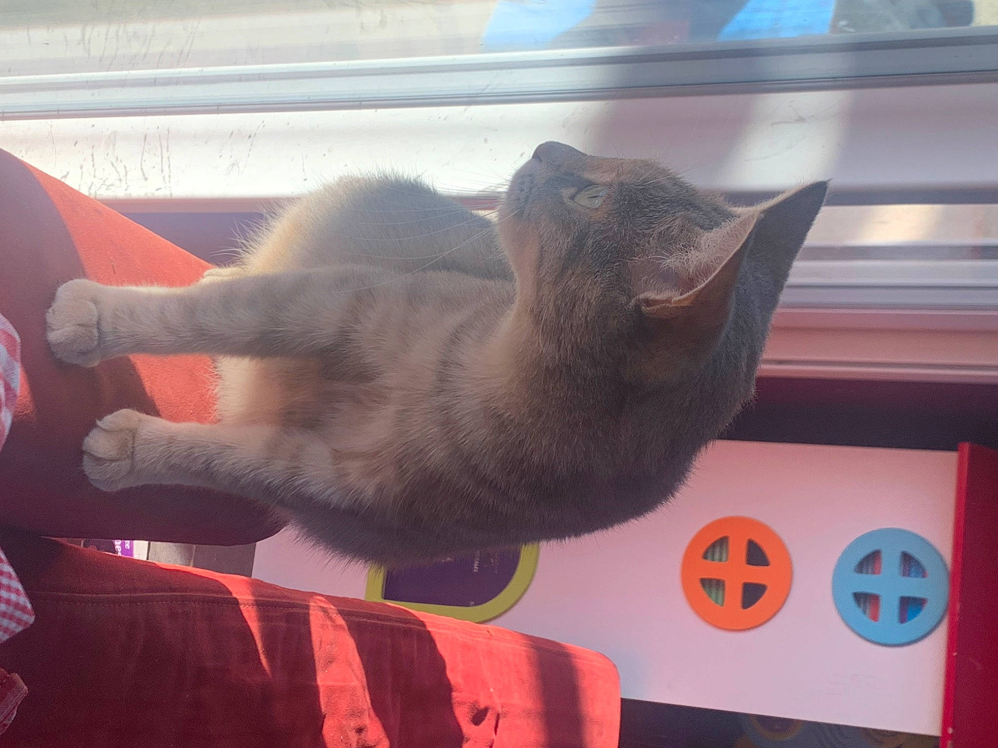 Minouche a rejoint le concours — aidez-le/la à gagner de superbes lots ! carnivore, cat, comfort, domestic_short_haired_cat, fawn, felidae, fur, gesture, human_leg, lap, mammal, nap, paw, small_to_medium_sized_cats, snout, stuffed_toy, tail, toy, vertebrate, whiskers