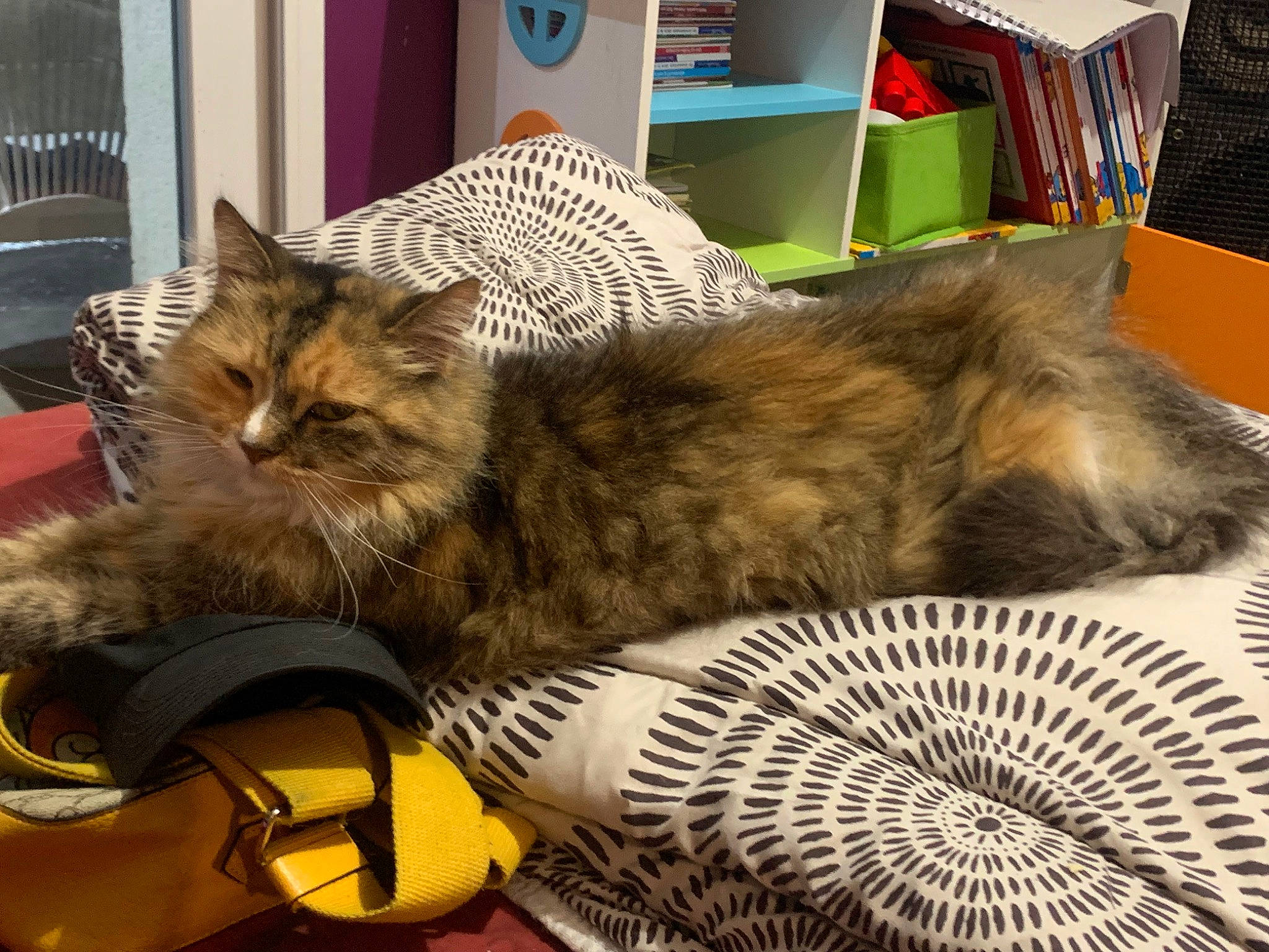 Minouche participe au concours pour gagner de l'argent avec cette photo : animal_shelter, automotive_tire, bag, baggage, basket, box, carnivore, cat, comfort, domestic_short_haired_cat, fashion_accessory, felidae, fur, luggage_and_bags, mechanical_fan, paw, small_to_medium_sized_cats, storage_basket, tail, whiskers