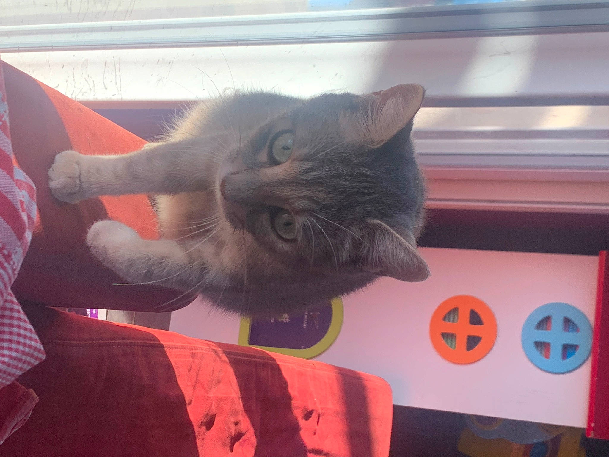 Minouche participe au concours pour gagner de l'argent avec cette photo : audio_equipment, black_cat, carnivore, cat, claw, comfort, domestic_short_haired_cat, ear, felidae, fur, grey, lap, metal, paw, small_to_medium_sized_cats, snout, square, tail, visual_arts, whiskers