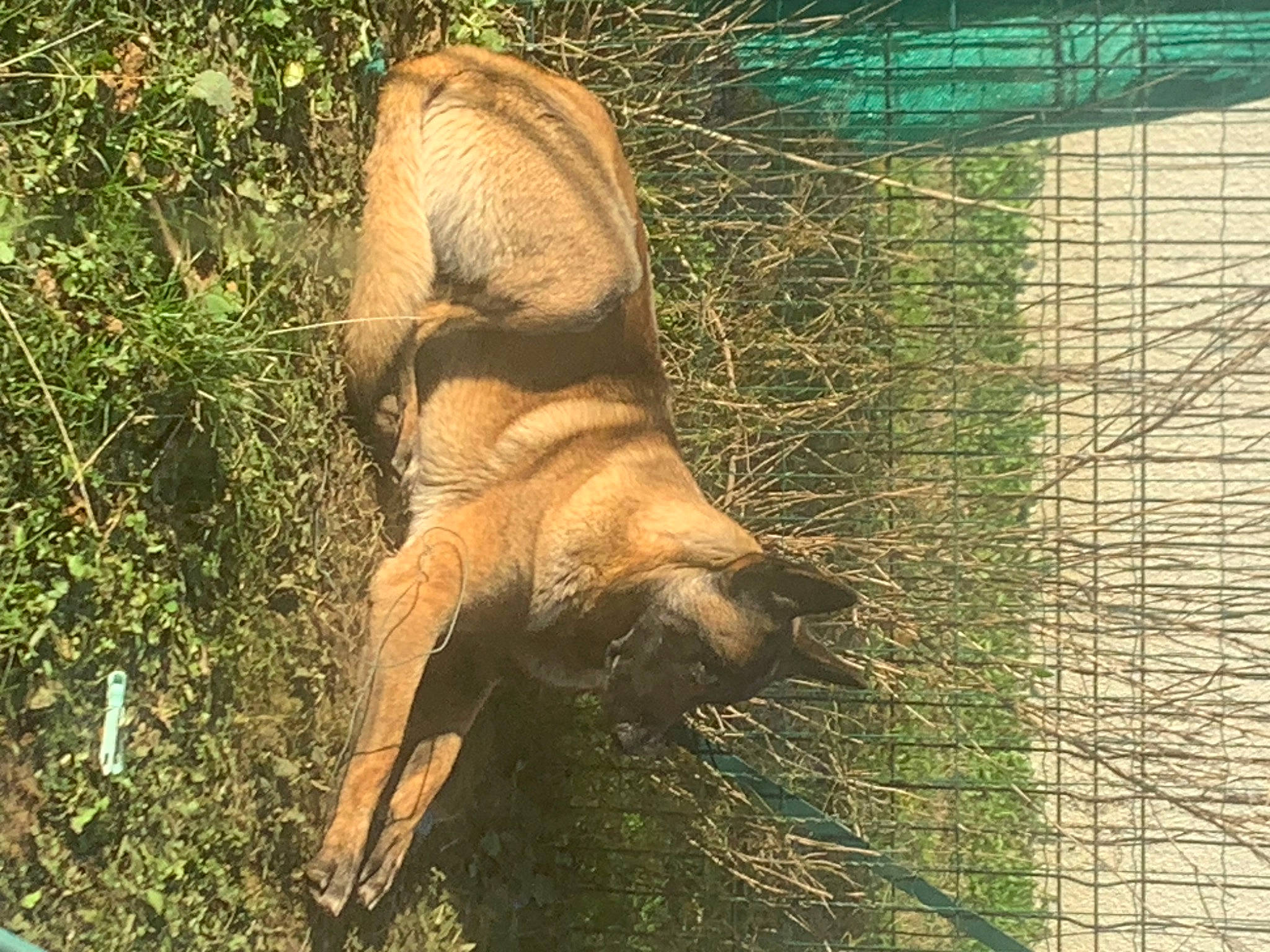 Tatsu participe au concours pour gagner de l'argent avec cette photo : canidae, carnivore, dog_breed, fawn, felidae, fur, grass, lion, livestock, mesh, plant, snout, sporting_group, suidae, tail, terrestrial_animal, wildlife, wire_fencing, wood, working_animal